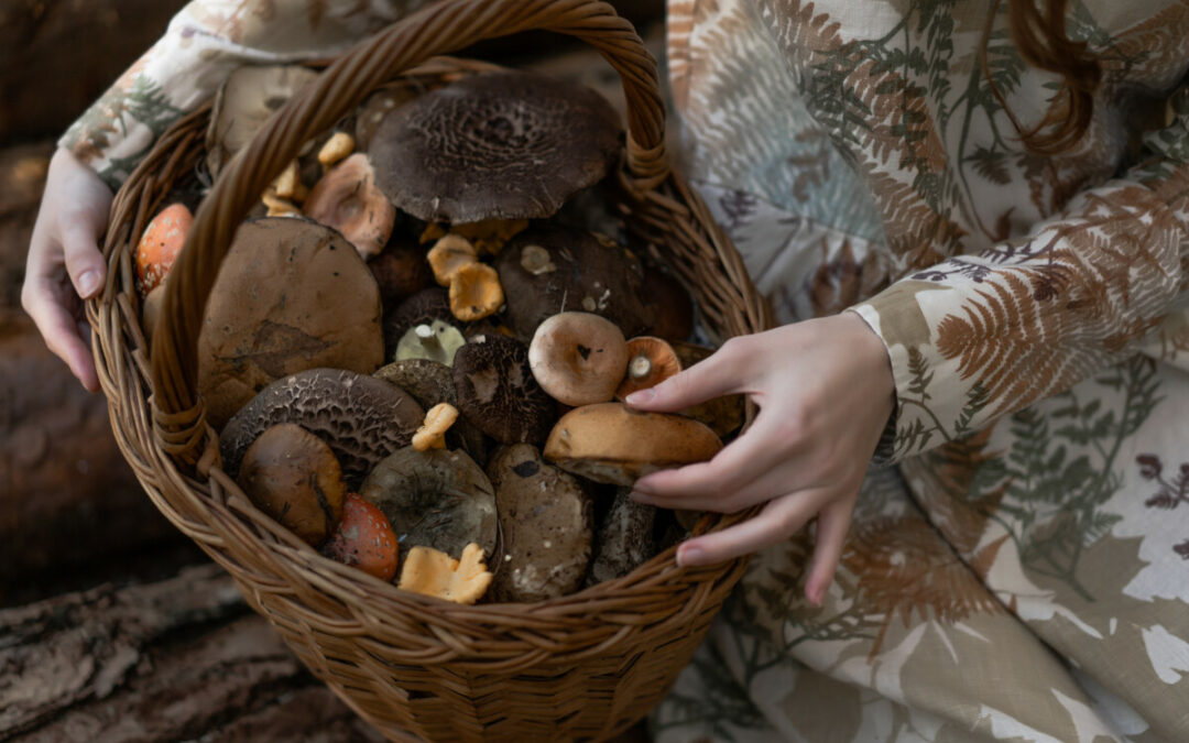 Salon du champignon – Des campagnes aux cuisines