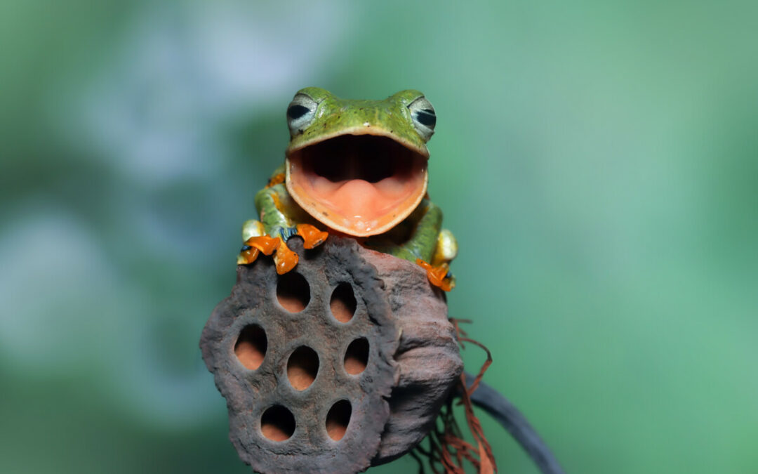 Biodiversité – Nos amis les batraciens